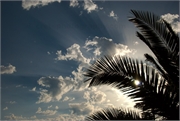 Palm Rays